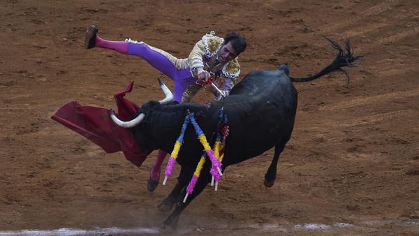 Aksi Matador Jatuh Bangun Taklukkan Banteng di Meksiko