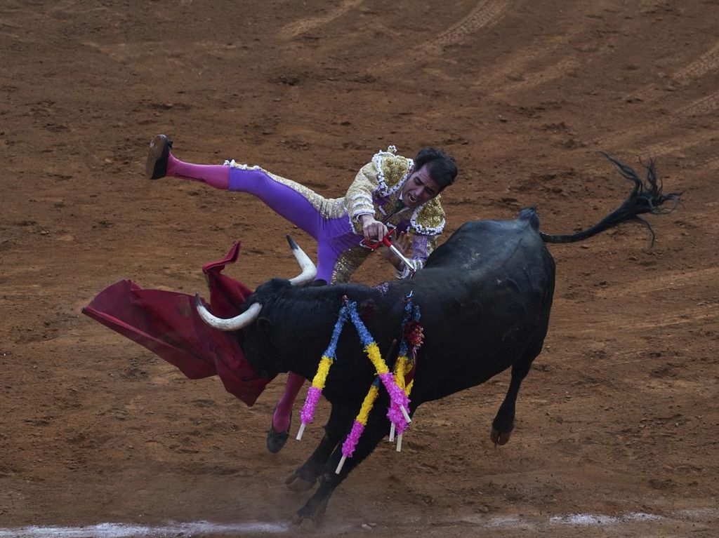 Suka Menyeruduk, Benarkah Banteng Tidak Suka Warna Merah? Suka Menyeruduk, Benarkah Banteng Tidak Suka Warna Merah?