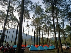 Berkemah di Tengah Hutan Pinus Alas Pacet, Pemandangannya Juara!