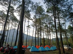 Berkemah di Tengah Hutan Pinus Alas Pacet, Pemandangannya Juara! Berkemah di Tengah Hutan Pinus Alas Pacet, Pemandangannya Juara!