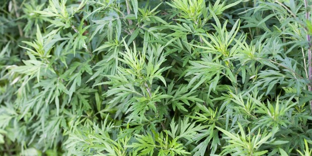Selain dikonsumsi sebagai minuman dan makanan, di Korea mugwort juga dijadikan bahan alami pembuatan skincare