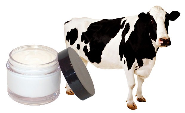 Beauties Mau Coba Krim Anti Jerawat Berbahan Kotoran Sapi dari India?/Foto : firstpost.com/Firstpost.