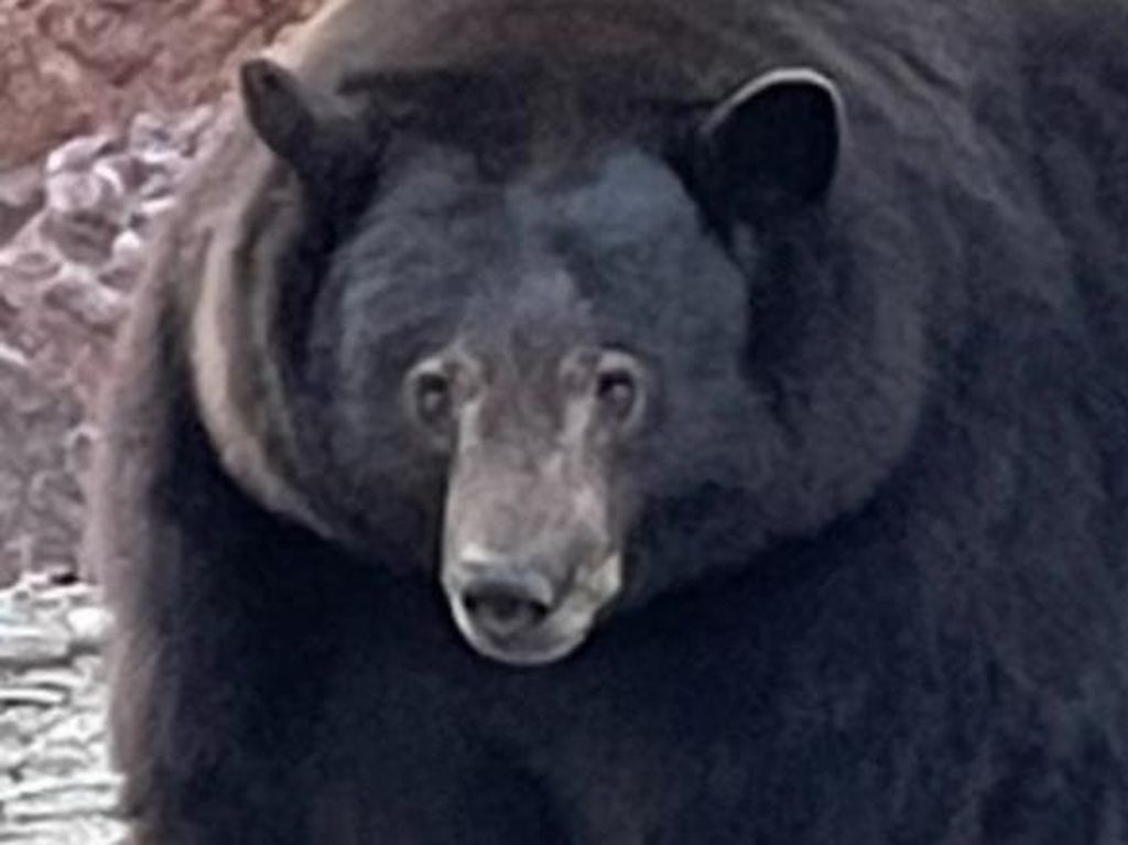Beruang Monster Seberat 226 Kg Membobol Puluhan Rumah
