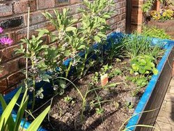 Demi Hemat Uang Belanja, Wanita Ini Bikin Kebun Sayur di Rumah