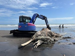 Diduga Bangkai Paus Bryde Ditemukan Terdampar di Pantai Pesut Bali