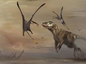Fosil Dinosaurus Terbang Terbesar Ditemukan, Sayapnya 2,5 Meter Fosil Dinosaurus Terbang Terbesar Ditemukan, Sayapnya 2,5 Meter