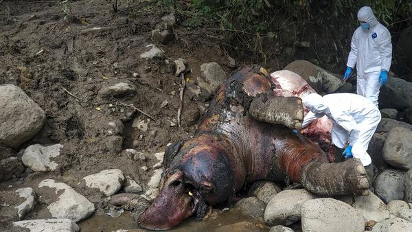 Kasihan! Gajah Liar Ditemukan Mati di Aceh