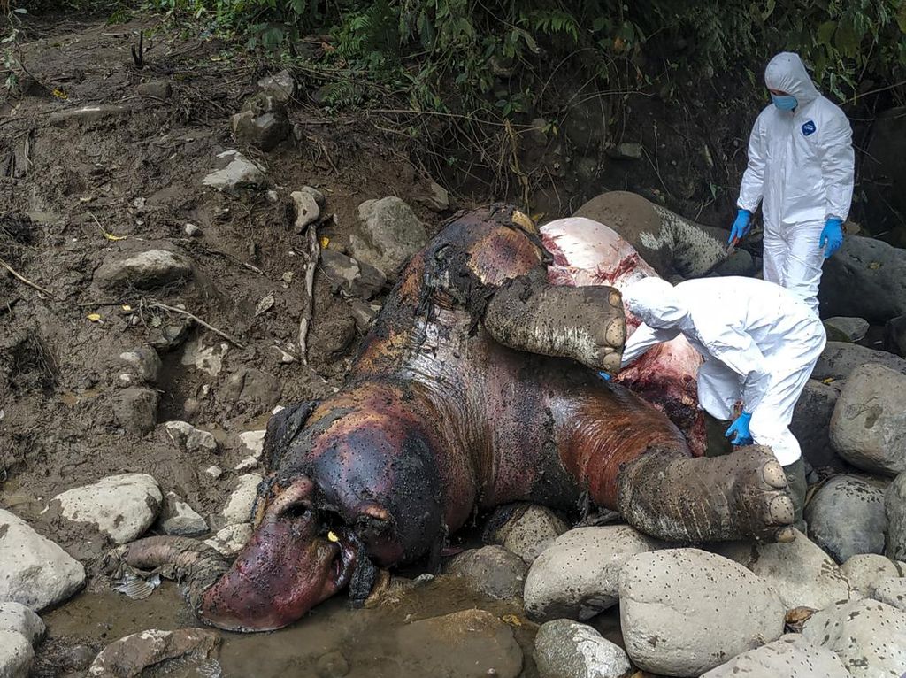 Kasihan! Gajah Liar Ditemukan Mati di Aceh