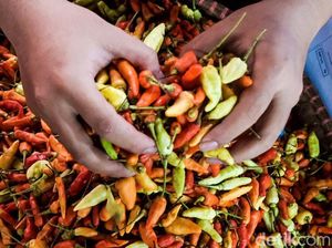 Harga Cabai Rawit Merah Kian Pedas, Kini Tembus Rp 100.000/Kg! Harga Cabai Rawit Merah Kian Pedas, Kini Tembus Rp 100.000/Kg!