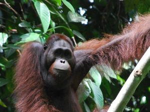 Kontroversi Diplomasi Orang Utan, Diadopsi tapi Tak Keluar dari Habitat