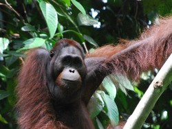 Kontroversi Diplomasi Orang Utan, Diadopsi tapi Tak Keluar dari Habitat