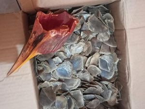 Polda Sumut Gagalkan Jual-Beli Sisik Trenggiling