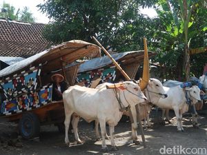 Mengenal Bajingan di Jogja, Profesi Legendaris yang Penuh Filosofi