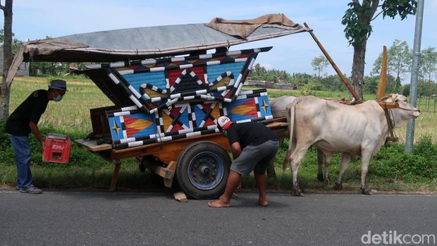 Wisata keliling desa sambil menikmati hamparan sawah dengan naik gerobak ada di Bantul, Yogyakarta. Sensasinya, serasa kembali ke zaman dahulu alias jadul!