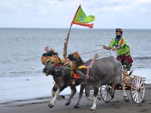 Tradisi Makepung, Atraksi Pacu Kerbau Khas Bali Tradisi Makepung, Atraksi Pacu Kerbau Khas Bali