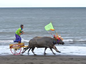 Kalau di Bali Balapnya Pakai Kerbau, Makepung Namanya