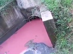 Warga Cikarang Bekasi Keluhkan Ternak-Padi Mati karena Air Tercemar Limbah