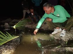 Buaya Katak 3,2 Meter Mati Setelah Ditangkap Warga Dumai