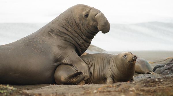 Fakta Menarik Tentang Gajah Laut, Mamalia Laut yang Punya Belalai