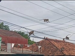 Gerombolan Monyet di Bogor Datangi Permukiman Warga, Diduga Kehabisan Makanan