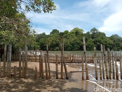 Rusa Kabur Makan Sampah, Pagar di Cagar Alam Pangandaran Parah