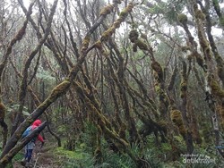 Cerita Pendakian Gunung Latimojong yang Tak Terlupakan, 7 Hari Jalan Kaki