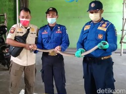 Kobra 1 Meter dan Sarangnya Dievakuasi dari Halaman Rumah Warga Lamongan