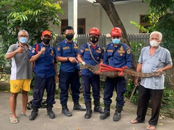 Biawak Ditangkap di Kamar Mandi Jaksel, Usai 2 Tahun Keliaran di Permukiman