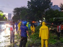 5 Pohon Tumbang di Surabaya Diterjang Hujan Angin