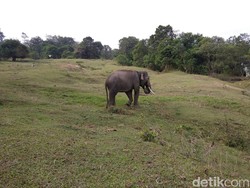 Sedih Banget, Gajah Hamil Ditemukan Mati di Perbatasan Kebun Sawit