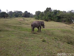 Sedih Banget, Gajah Hamil Ditemukan Mati di Perbatasan Kebun Sawit Sedih Banget, Gajah Hamil Ditemukan Mati di Perbatasan Kebun Sawit