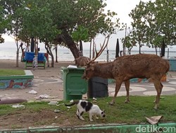Penampakan Pilu Rusa Makan Sampah Sisa Wisatawan