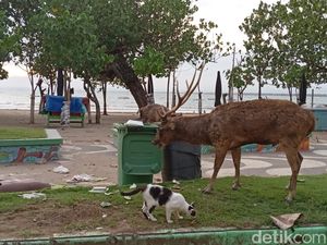 Penampakan Pilu Rusa Makan Sampah Sisa Wisatawan Penampakan Pilu Rusa Makan Sampah Sisa Wisatawan