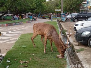 Rusa di Pangandaran Makan Sampah, Pecinta Satwa Kritisi Wisatawan Rusa di Pangandaran Makan Sampah, Pecinta Satwa Kritisi Wisatawan