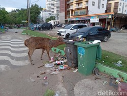Kasihan, Rusa di Pangandaran Tak Terurus sampai Makan Sampah