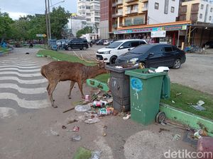 Kasihan, Rusa di Pangandaran Tak Terurus sampai Makan Sampah Kasihan, Rusa di Pangandaran Tak Terurus sampai Makan Sampah