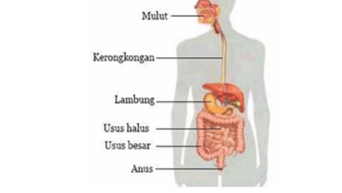 Organ-organ yang membantu untuk mencerna makanan pada manusia.