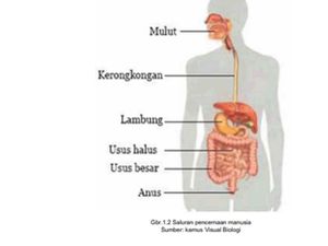 Ketahui Organ Sistem Pencernaan Manusia Beserta Fungsinya Ketahui Organ Sistem Pencernaan Manusia Beserta Fungsinya