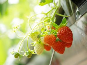 Viral Video Stroberi Dilihat Pakai Mikroskop Bikin Jijik