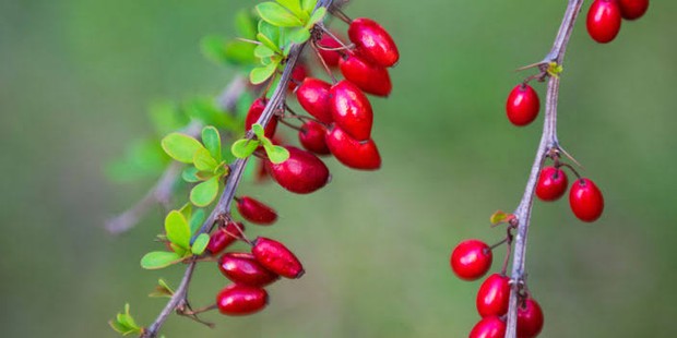 Melawan peradangan/Foto: Pinterest.com/Design for Health Manfaat berberine