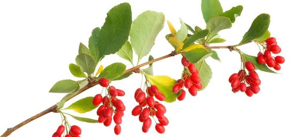 Meningkatkan kesuburan/Foto: Pinterest.com/Healthy Directions Manfaat berberine