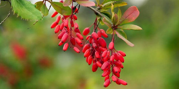 Menurunkan kolesterol/Foto: Pinterest.com/Openfit Manfaat berberine