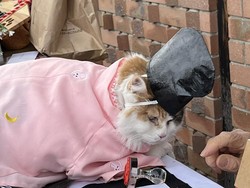 Kisah Kucing yang Jadi Pendeta Kuil Jepang