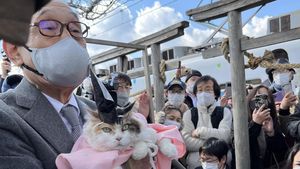 Potret Nitama, Kucing Gemas yang Jadi Kepala Kuil di Jepang