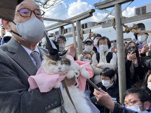 Potret Nitama, Kucing Gemas yang Jadi Kepala Kuil di Jepang Potret Nitama, Kucing Gemas yang Jadi Kepala Kuil di Jepang