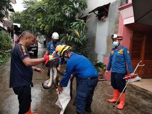 Dalam Sehari, Damkar Depok Evakuasi 3 Sanca dari Permukiman Warga