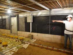 Dedi Mulyadi Tertibkan Peternakan Ayam Ilegal di Tengah Hutan