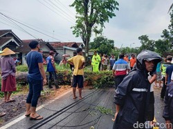 Angin Kencang Tumbangkan Pohon di Banyuwangi hingga Timpa Mobil