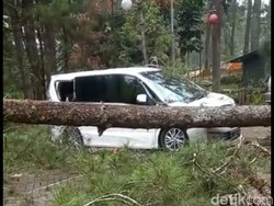 Pohon Tumbang Timpa Tiga Mobil Wisatawan di Lembang