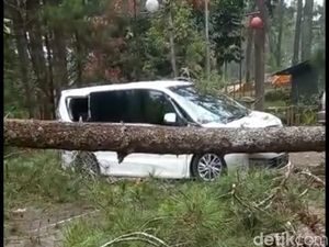 Pohon Tumbang Timpa Tiga Mobil Wisatawan di Lembang Pohon Tumbang Timpa Tiga Mobil Wisatawan di Lembang